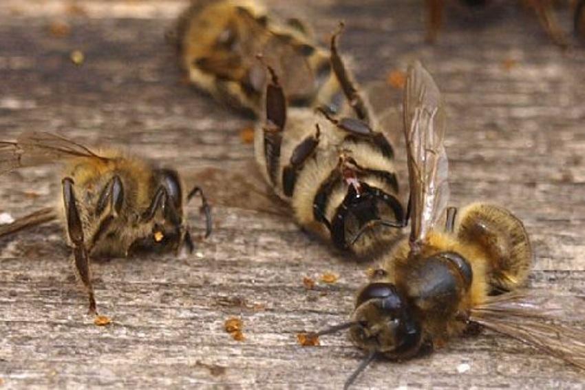 Mortalité des abeilles