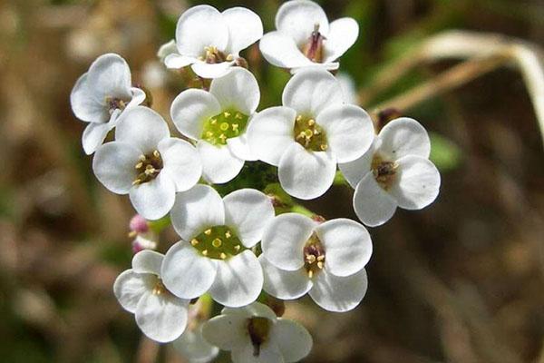 inflorescence délicate d'alyssum