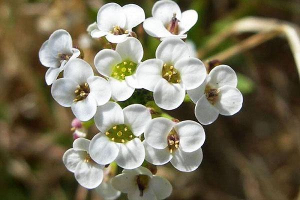 delicada inflorescencia de alyssum