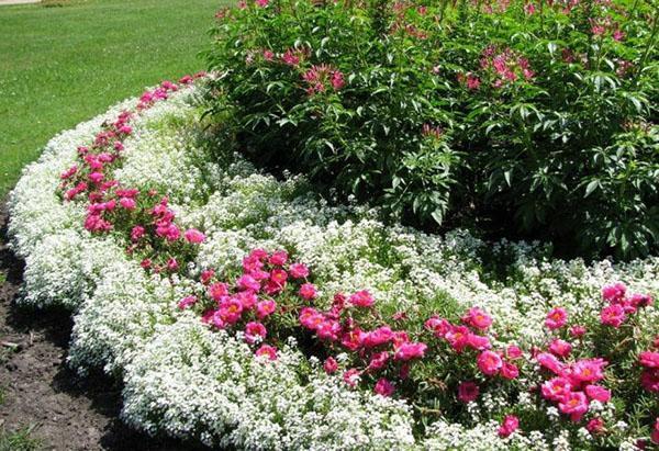 plantar alyssum como acera
