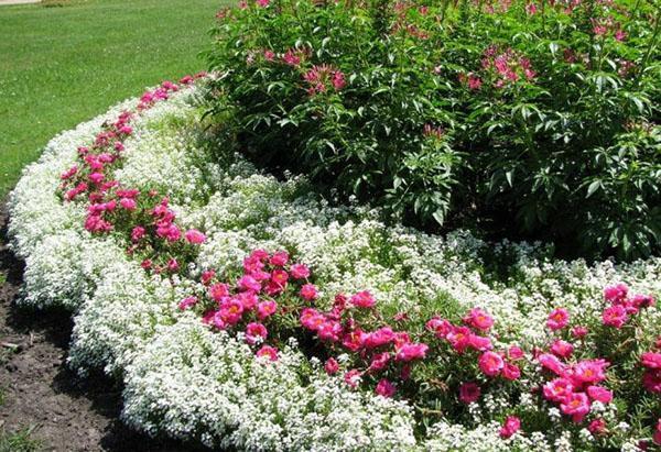 planter l'alyssum comme bordure