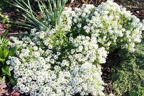 alfombra blanca como la nieve de alyssum