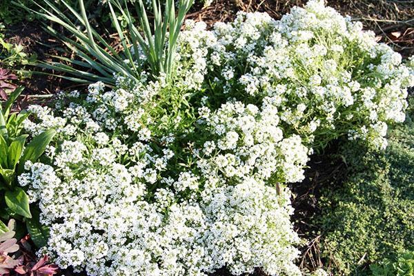 tapis d'alyssum blanc comme neige