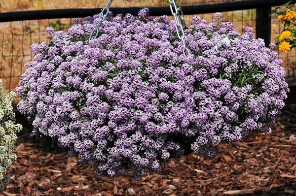 exuberante arbusto de alyssum
