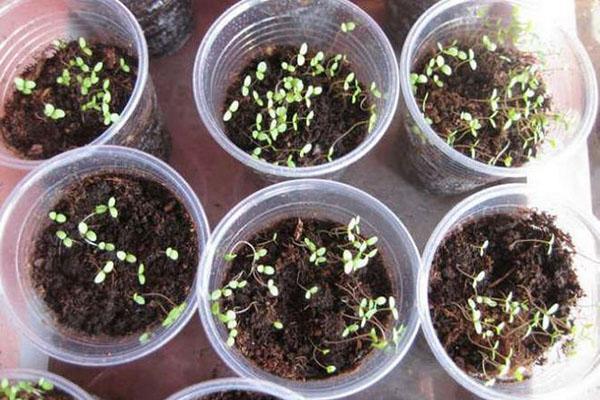 Plántulas de Alyssum