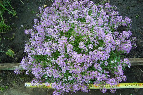 Exuberante arbusto de alyssum en un parterre