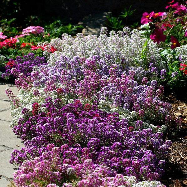 alissum parfumé dans le parterre de fleurs