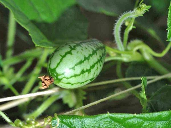 puedes elegir un mini pepino