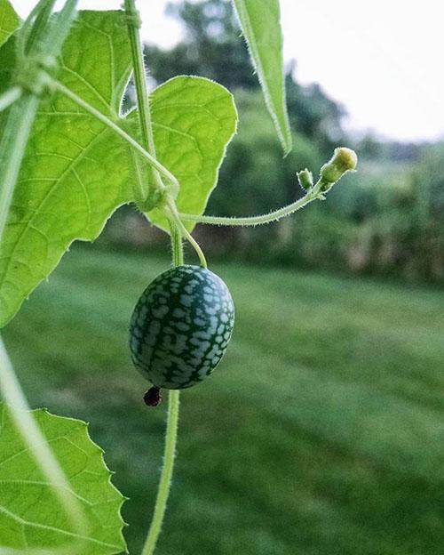 fruta madura de milotria