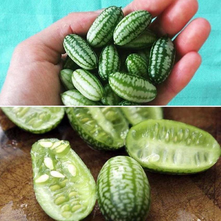 fruits de melotria