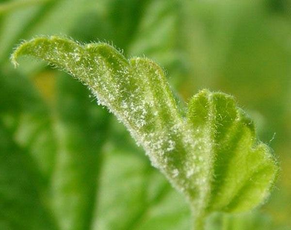 mildiú polvoriento en hojas de grosella espinosa