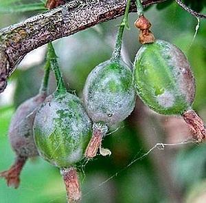 mildiú polvoriento en frutos de grosella espinosa