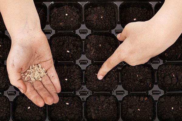 plantar semillas de tomate