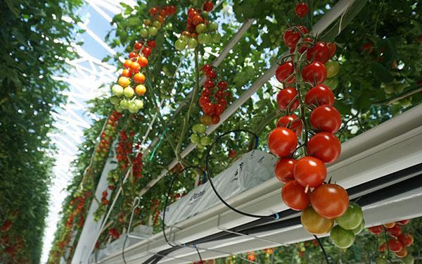 El método de Terekhin para cultivar tomates.