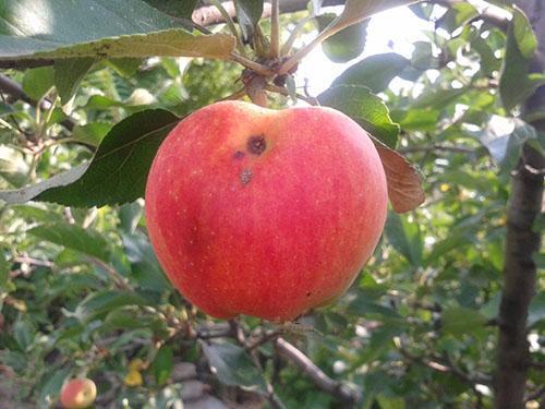 Manzana dañada por polilla