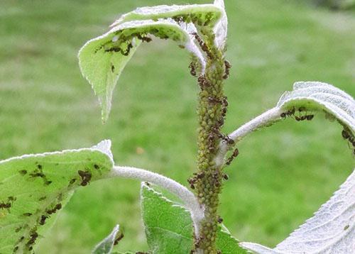 Pulgones en las ramas de los manzanos