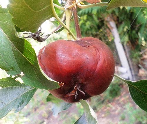 Moniliosis de manzana