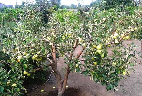 huerto de manzanas