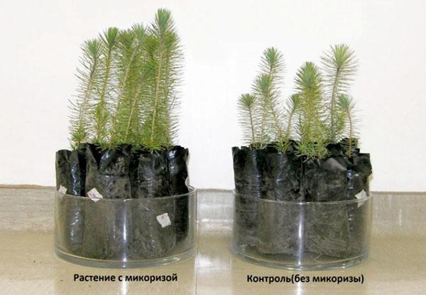 plantes avec et sans mycorhize