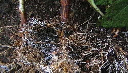 la formation de mycorhizes avec les racines des plantes
