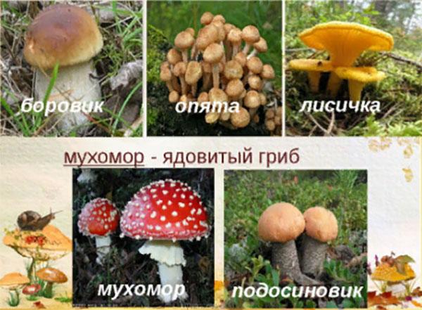 champignons mycorhiziens