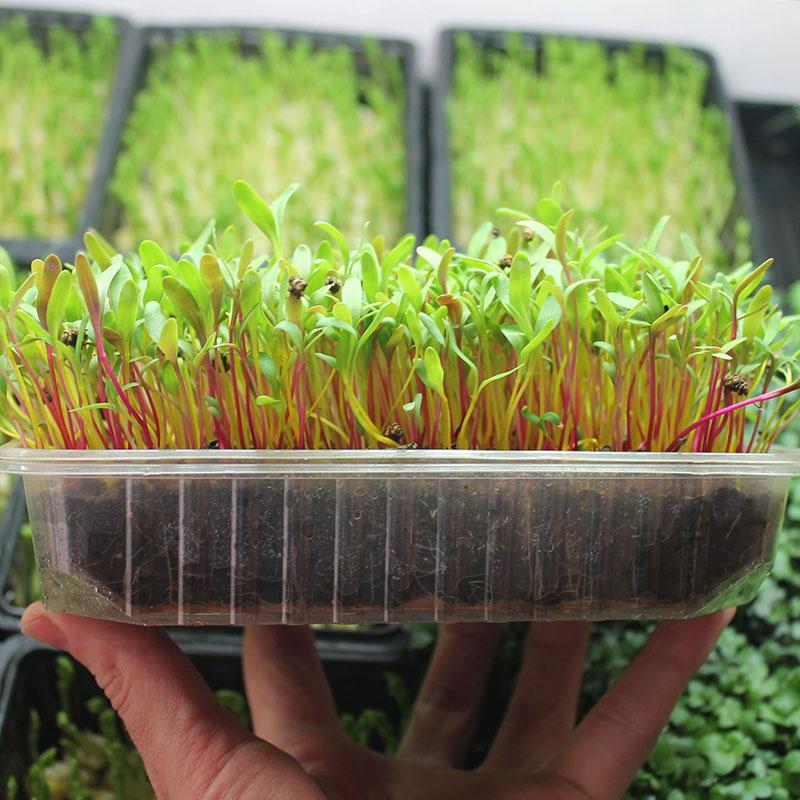 les microgreens à la maison sont beaux et utiles