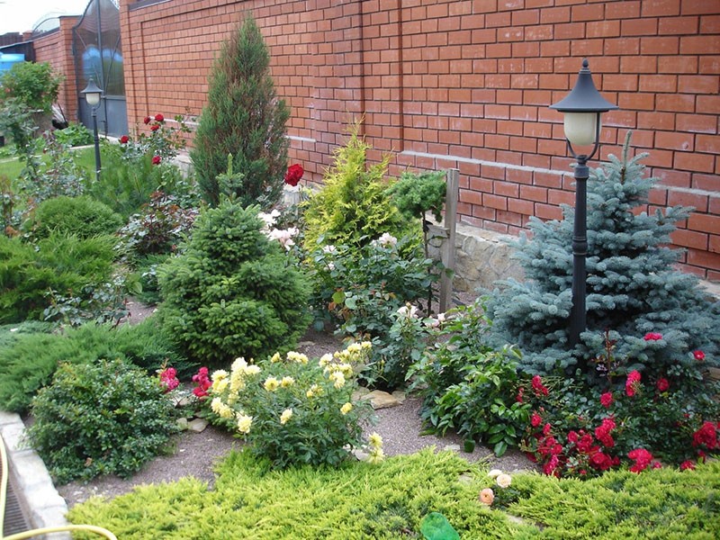 plantas con flores y coníferas