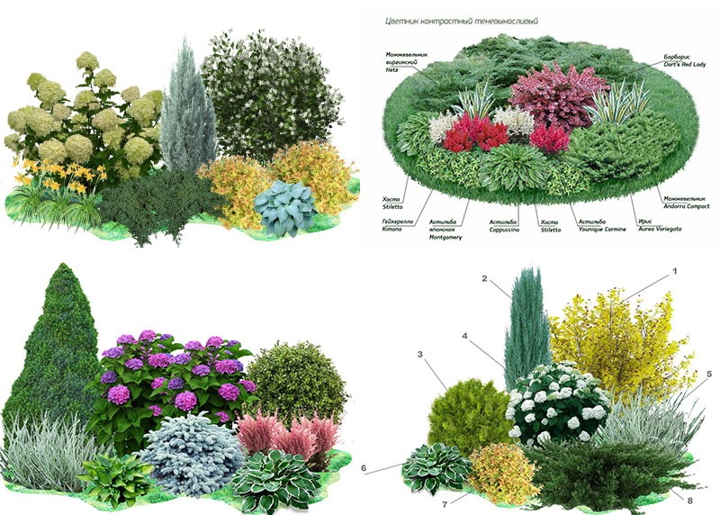 esquemas de bordes mixtos de coníferas y arbustos
