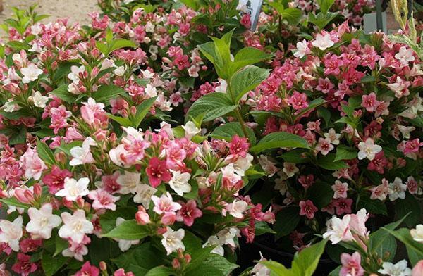 carnaval des variétés weigela