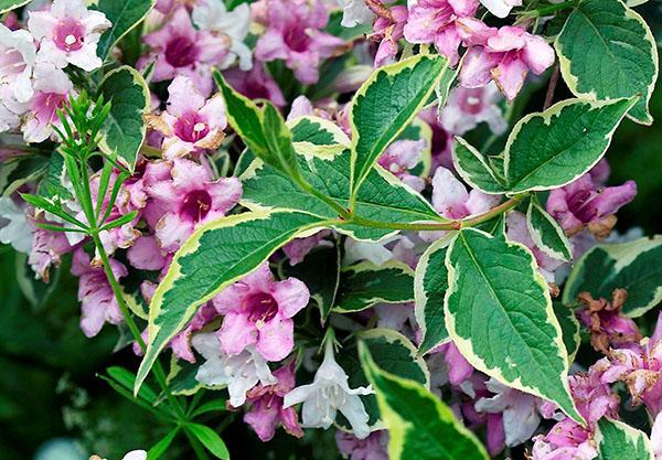 variedad nana variegata