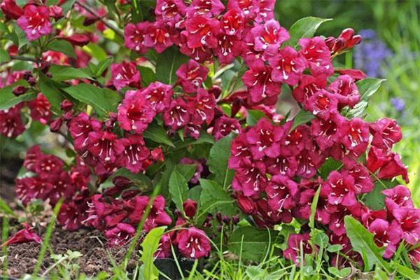 Weigela Bristol Ruby