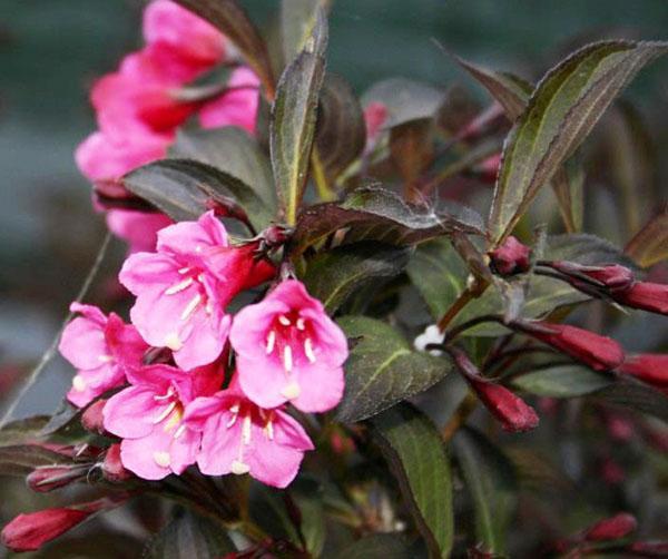 hermoso follaje de weigela alexandra