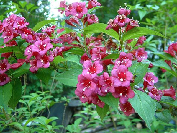 híbrido weigela
