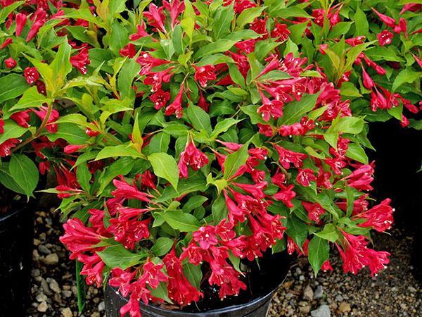 Príncipe rojo de Weigela