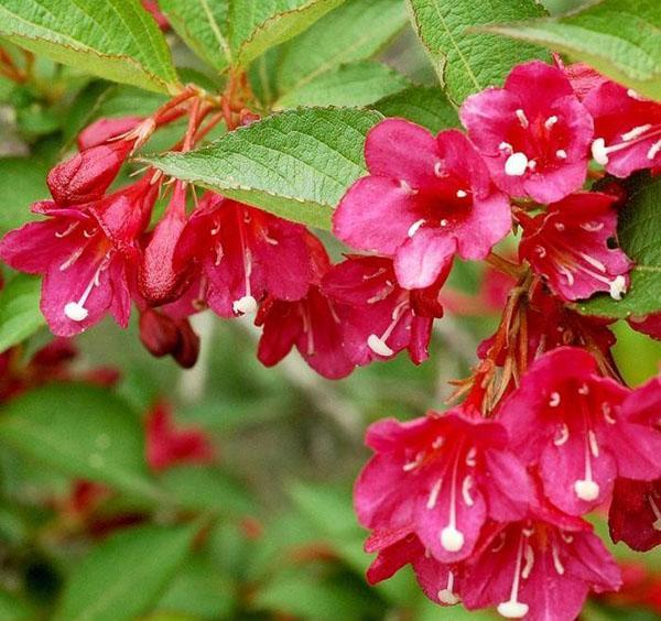 variedad eva ratke