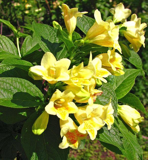 Weigela Middendorf