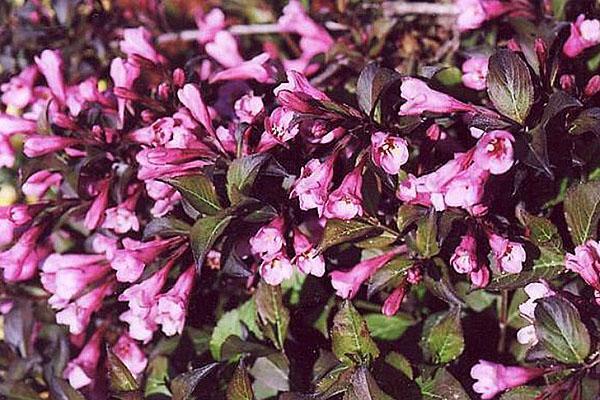 weigela nana purpurea