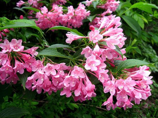exuberante flor brillante
