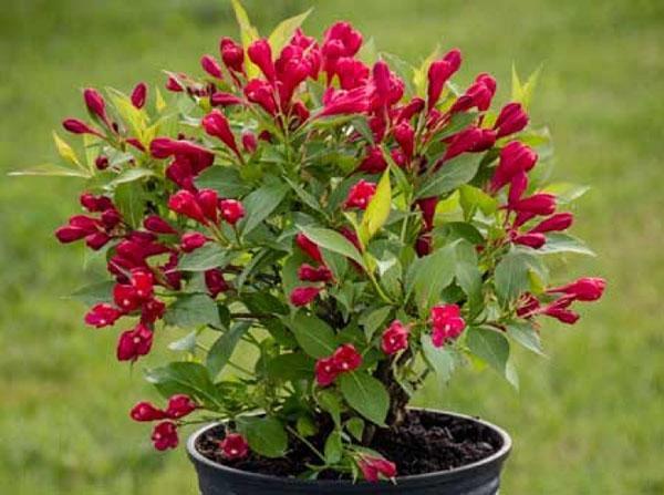 variedad roja de verano