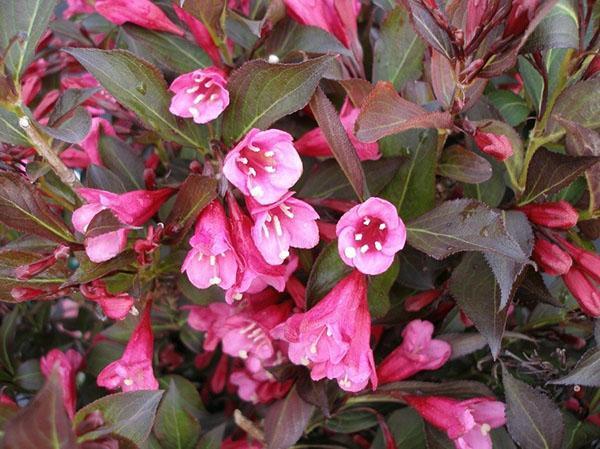 Variedad Victoria