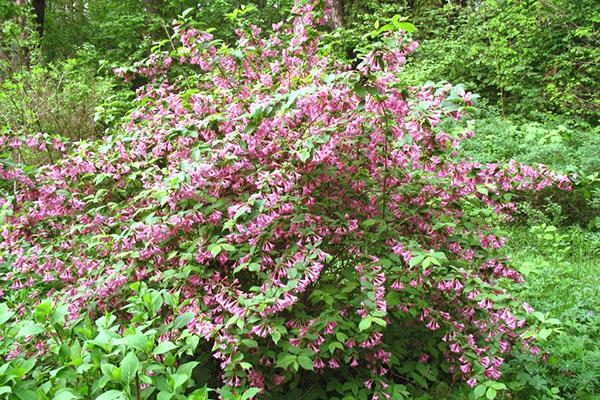 Weigela temprana