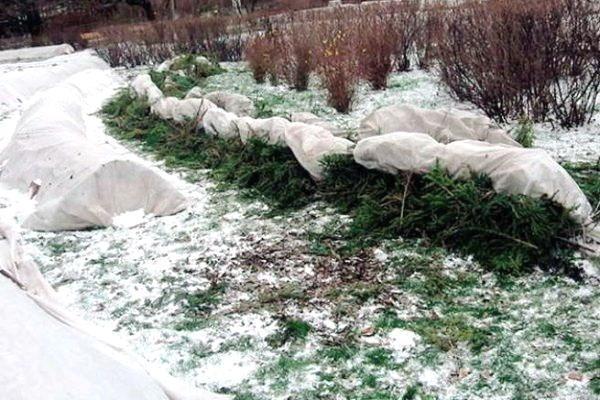 protegiendo a weigela de las heladas