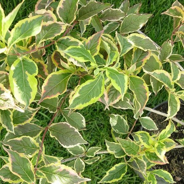 follaje abigarrado de weigela