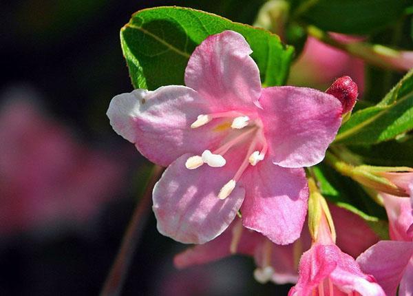 flores rosadas de weigela