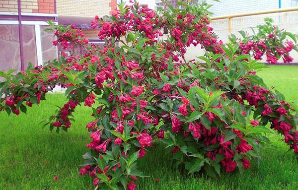 Puede florecer weigela