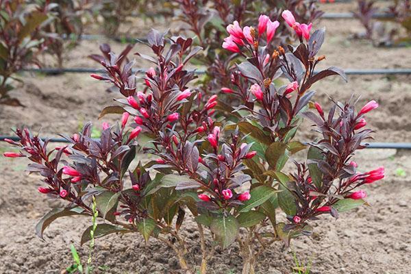 floraison d'automne de weigela