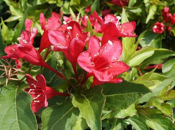 Weigela floreciendo