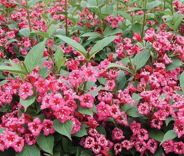 brotes de weigela floreciendo