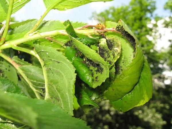 Weigela está afligida por pulgones