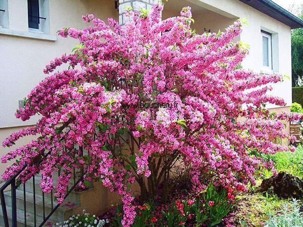 Weigela en el porche de la casa